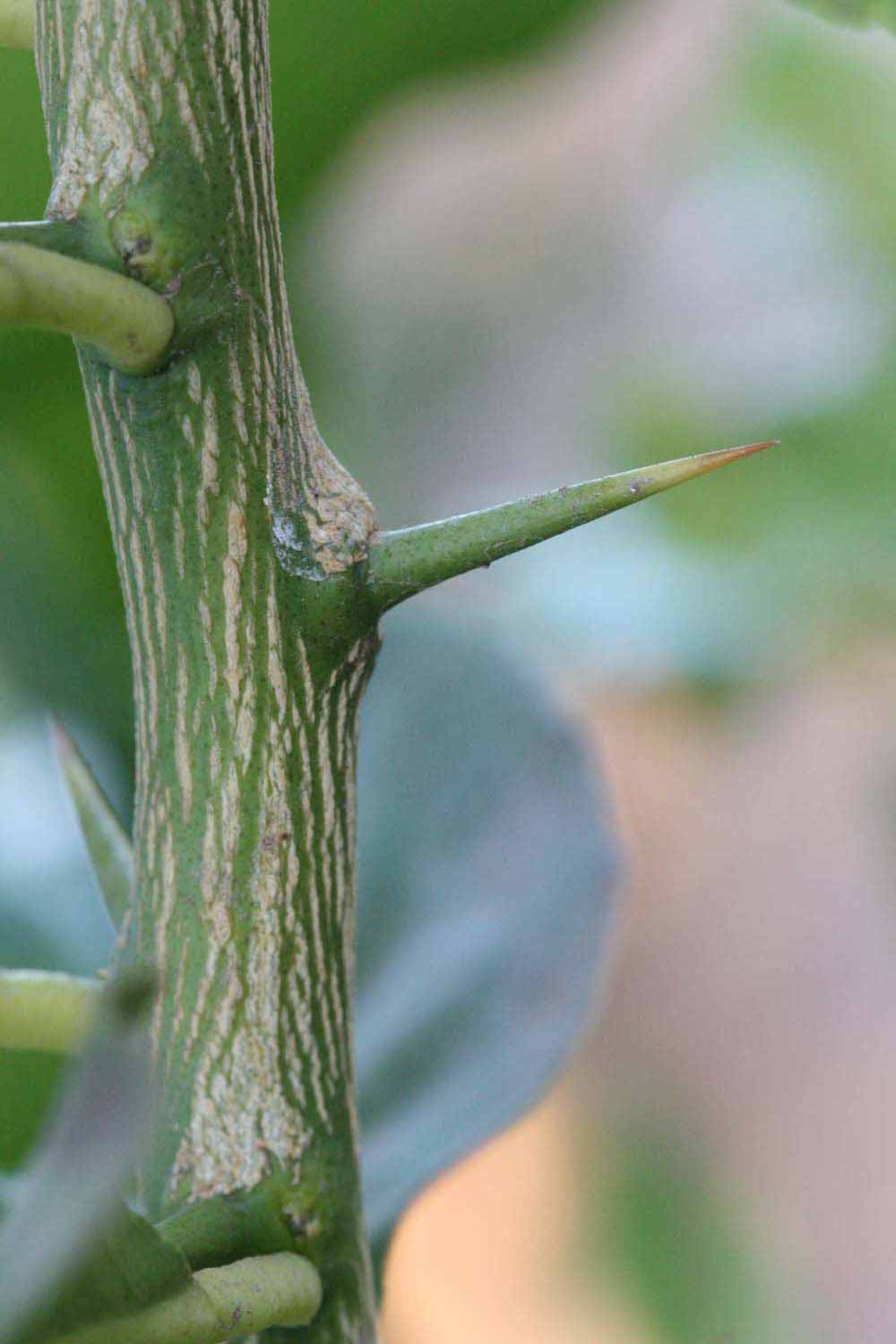              Second - third year twig (Riverside, CA)       